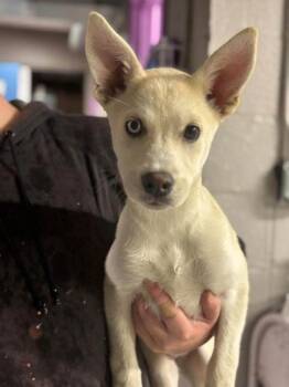Frankie-Stein -  Mixed Breed Dog for Adoption in Hobart, Indiana - Frankie-Stein | PetCurious