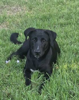 Raven (loves water and kisses) -  Labrador Retriever Dog for Adoption in Greeneville, Tennessee - Raven (loves Water And Kisses) | PetCurious