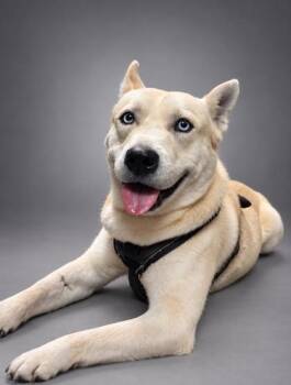 Jack Frost -  Husky and Mixed Breed Dog for Adoption in Bowling Green, Kentucky - Jack Frost | PetCurious