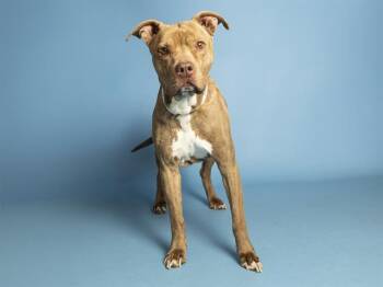 TANK -  Pit Bull Terrier Dog for Adoption in Phoenix, Arizona - TANK | PetCurious