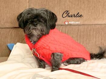Charlie -  Shih Tzu and Yorkshire Terrier Dog for Adoption in Council Bluffs, Iowa - Charlie | PetCurious