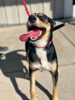Rye -  Mixed Breed Dog for Adoption in Benton Harbor, Michigan - Rye | PetCurious