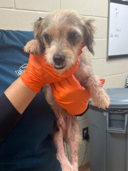 Dr. Pepper -  Jack Russell Terrier and Shih Tzu Dog for Adoption in Nacogdoches, Texas - Dr. Pepper | PetCurious