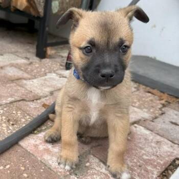 Spinach -  Pit Bull Terrier Dog for Adoption in Newark, New Jersey - Spinach | PetCurious