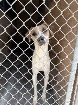 Buccee -  Jack Russell Terrier Dog for Adoption in Las Vegas, New Mexico - Buccee | PetCurious