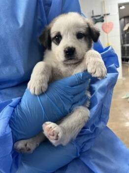 Mixed Breed Dogs Available for Adoption in Fort Worth, Texas - Kestrel | PetCurious