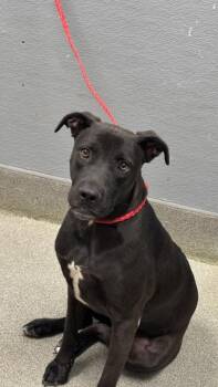 Rescue Pit Bull Terrier and Labrador Retriever Dogs for Adoption in Las Vegas, Nevada - JIM | PetCurious