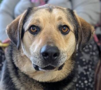 Rescue Shepherd and Mixed Breed Dogs for Adoption in La Harpe, Kansas - Jager | PetCurious
