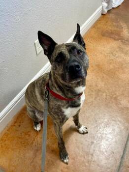 Dutch Shepherd Dogs Available for Adoption - JoJo | PetCurious