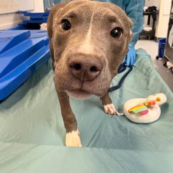 Mixed Breed Dogs Available for Adoption in Philadelphia, Pennsylvania - France | PetCurious