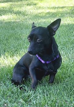 Chihuahua Dogs Available for Adoption in Omaha, Nebraska - Tootie | PetCurious