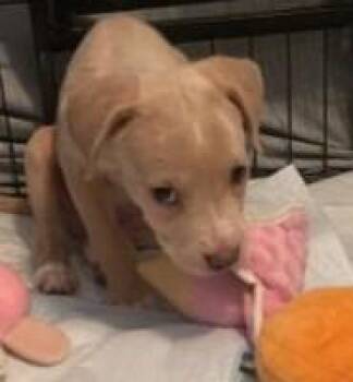 T-Bone -  Pit Bull Terrier and Mixed Breed Dog for Adoption in Kansas City, Missouri - T-Bone | PetCurious