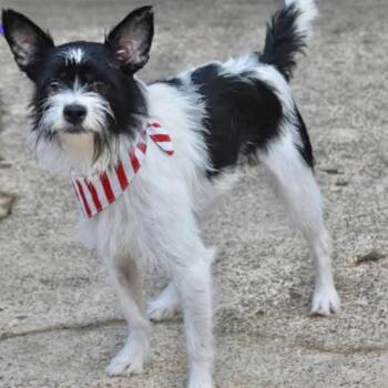 SOLO -  Terrier Dog for Adoption in Southaven, Mississippi - SOLO | PetCurious