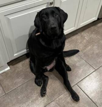 Asher -  Labrador Retriever and Mixed Breed Dog for Adoption in Kansas City, Missouri - Asher | PetCurious