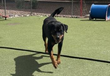Rottweiler and Mixed Breed Dogs Available for Adoption - Grizzly* | PetCurious