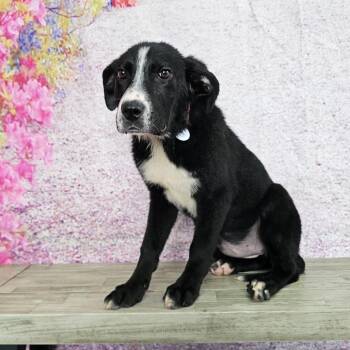 Labrador Retriever and Husky Dogs Available for Adoption in Normal, Illinois - Miranda | PetCurious