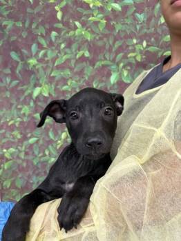 Rescue Shepherd and Mixed Breed Dogs for Adoption in San Antonio, Texas - Lucia | PetCurious