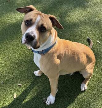 Mixed Breed Dogs Available for Adoption - LENNY | PetCurious
