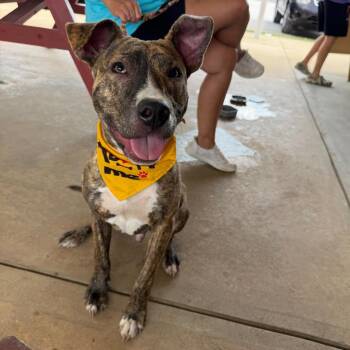 Gritty -  Mixed Breed Dog for Adoption in Newark, New Jersey - Gritty | PetCurious