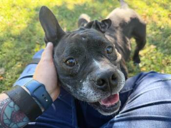 Odessa -  Pit Bull Terrier Dog for Adoption in Palos Heights, Illinois - Odessa | PetCurious