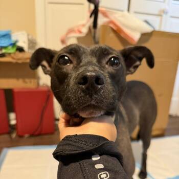 Kodak -  Terrier Dog for Adoption in Atlanta, Georgia - Kodak | PetCurious