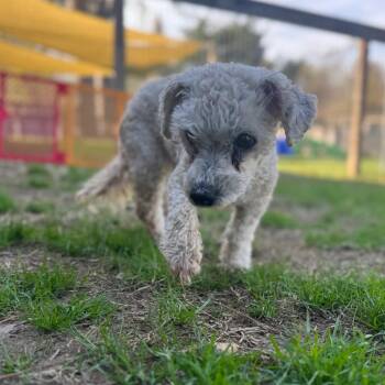 Poodle Dogs Available for Adoption - Ms. Maisel | PetCurious