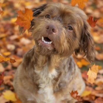 Frankie -  Portuguese Water Dog Dog for Adoption in Wiggins, Mississippi - Frankie | PetCurious