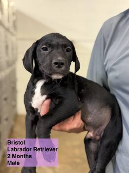 Rescue Black Labrador Retriever Dogs for Adoption in Blue Springs, Missouri - Bristol | PetCurious