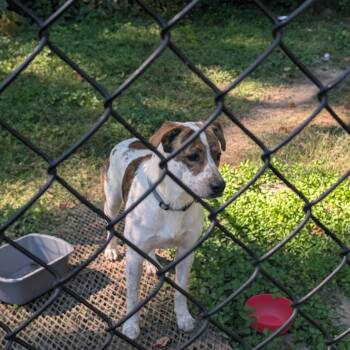 10/24/26-Stray-PierceChapelRoad -  Mixed Breed Dog for Adoption in Columbus, Georgia - 10/24/26-Stray-PierceChapelRoad | PetCurious