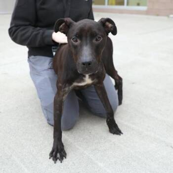 Seanna -  Mixed Breed Dog for Adoption in Westland, Michigan - Seanna | PetCurious