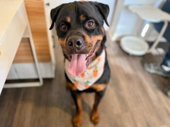 Rottweiler and Bullmastiff Dogs Available for Adoption - Raja Beefcake And Prayera | PetCurious