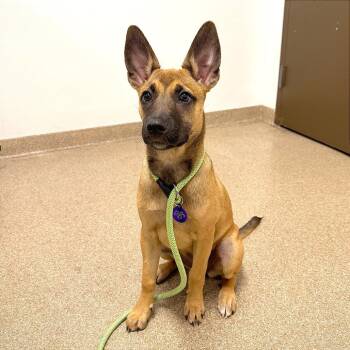 Triple -  Shepherd Dog for Adoption in League City, Texas - Triple | PetCurious