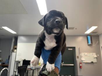 Terrier and Mixed Breed Dogs Available for Adoption in Thousand Palms, California - DEXTER | PetCurious