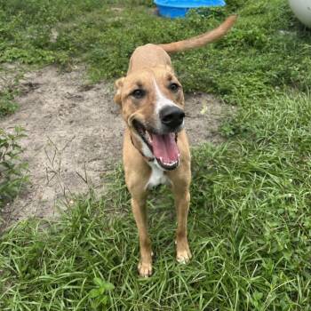 Gazelle -  Mixed Breed Dog for Adoption in Umatilla, Florida - Gazelle | PetCurious