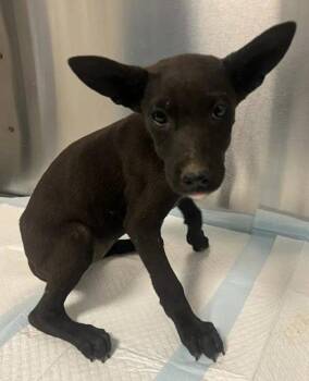Minartha -  Mixed Breed Dog for Adoption in Vancouver, Washington - Minartha | PetCurious