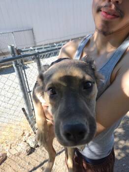 Glenda (Smegal P5) -  German Shepherd Dog Dog for Adoption in Pahrump, Nevada - Glenda (Smegal P5) | PetCurious