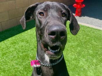 DELTA -  Great Dane and Mixed Breed Dog for Adoption in Moreno Valley, California - DELTA | PetCurious