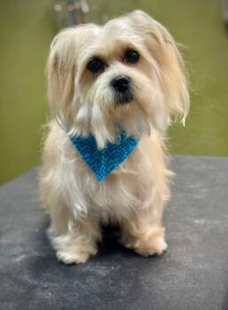Mixed Breed Dogs Available for Adoption in Gainesville, Florida - Jack | PetCurious