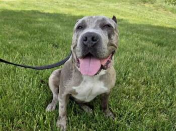 NOVA -  Boxer and Mixed Breed Dog for Adoption in Omaha, Nebraska - NOVA | PetCurious