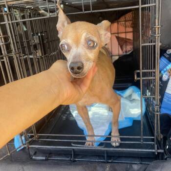 Pebbles -  Chihuahua Dog for Adoption in Escondido, California - Pebbles | PetCurious