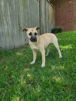 Waylon -  German Shepherd Dog and Labrador Retriever Dog for Adoption in Raymond, Mississippi - Waylon | PetCurious