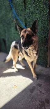 61313275 -  German Shepherd Dog and Mixed Breed Dog for Adoption in El Paso, Texas - 61313275 | PetCurious