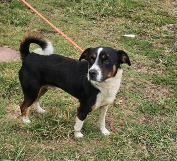 October -  Border Collie Dog for Adoption in Cleveland, Tennessee - October | PetCurious