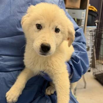 Whitaker -  Great Pyrenees and Mixed Breed Dog for Adoption in Charlottesville, Virginia - Whitaker | PetCurious