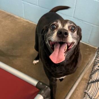 Sally -  Chihuahua and Mixed Breed Dog Available for Adoption in Emporia, Kansas - Sally | PetCurious