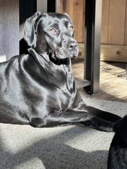 Labrador Retriever Dogs Available for Adoption in Oswego, South Carolina - Jewel | PetCurious