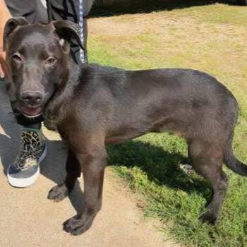 Sean -  Black Labrador Retriever and Mixed Breed Dog Available for Adoption in Wadena, Minnesota - Sean | PetCurious