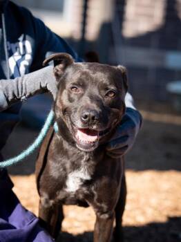 Mixed Breed Dogs Available for Adoption in Chamblee, Georgia - Derek | PetCurious