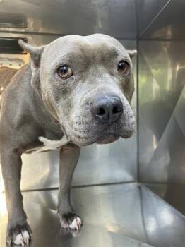 Mixed Breed Dogs Available for Adoption in Dallas, Texas - THELMA | PetCurious