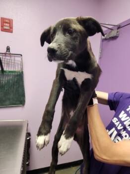 Rescue Mixed Breed Dogs for Adoption in El Paso, Texas - 59796840 | PetCurious